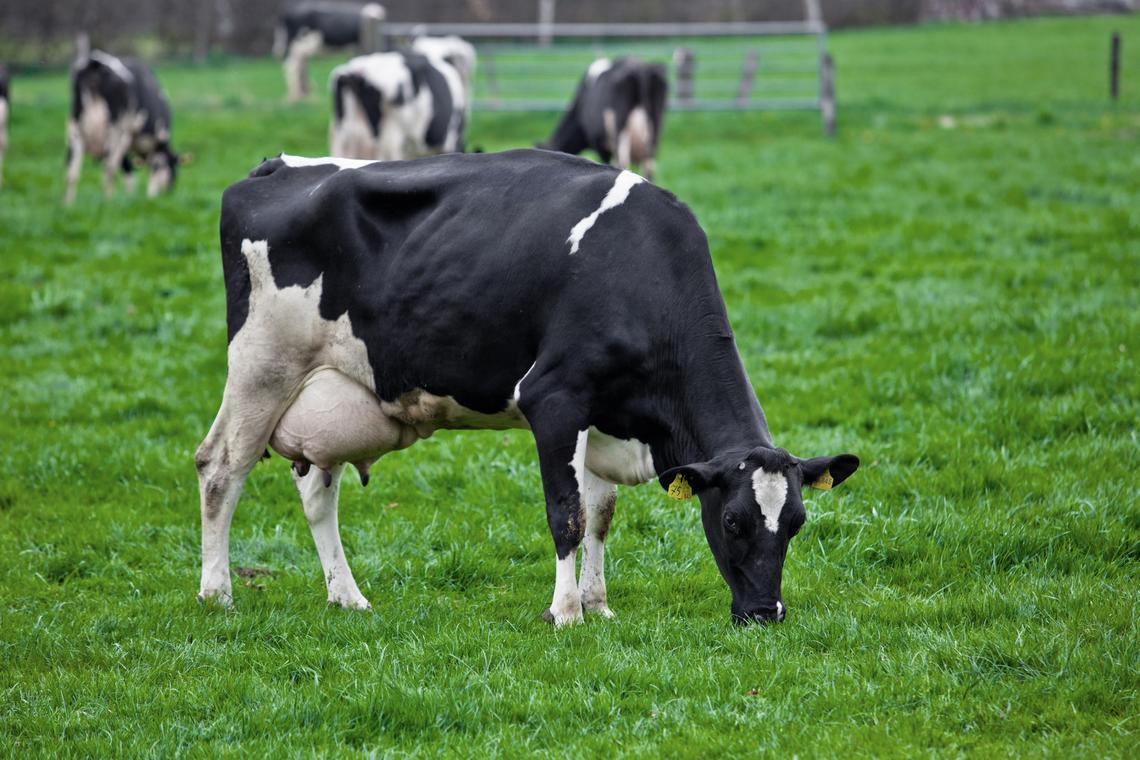 The partnership will enable new research collaborations between the two institutions in areas such as dairy and beef cattle health.