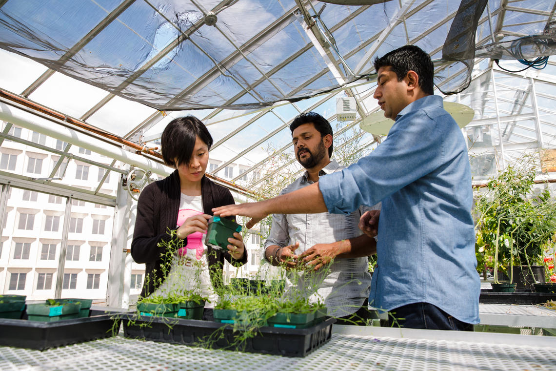 University of Calgary Marcus Samuel, centre, leads a research group, including Siyu Liang, left, and Muhammad Jamshed, right, that has identified the molecular mechanisms that control drought tolerance in a model plant system. The findings could lead to new ways to improve the resiliency of Canada’s valuable canola crop.