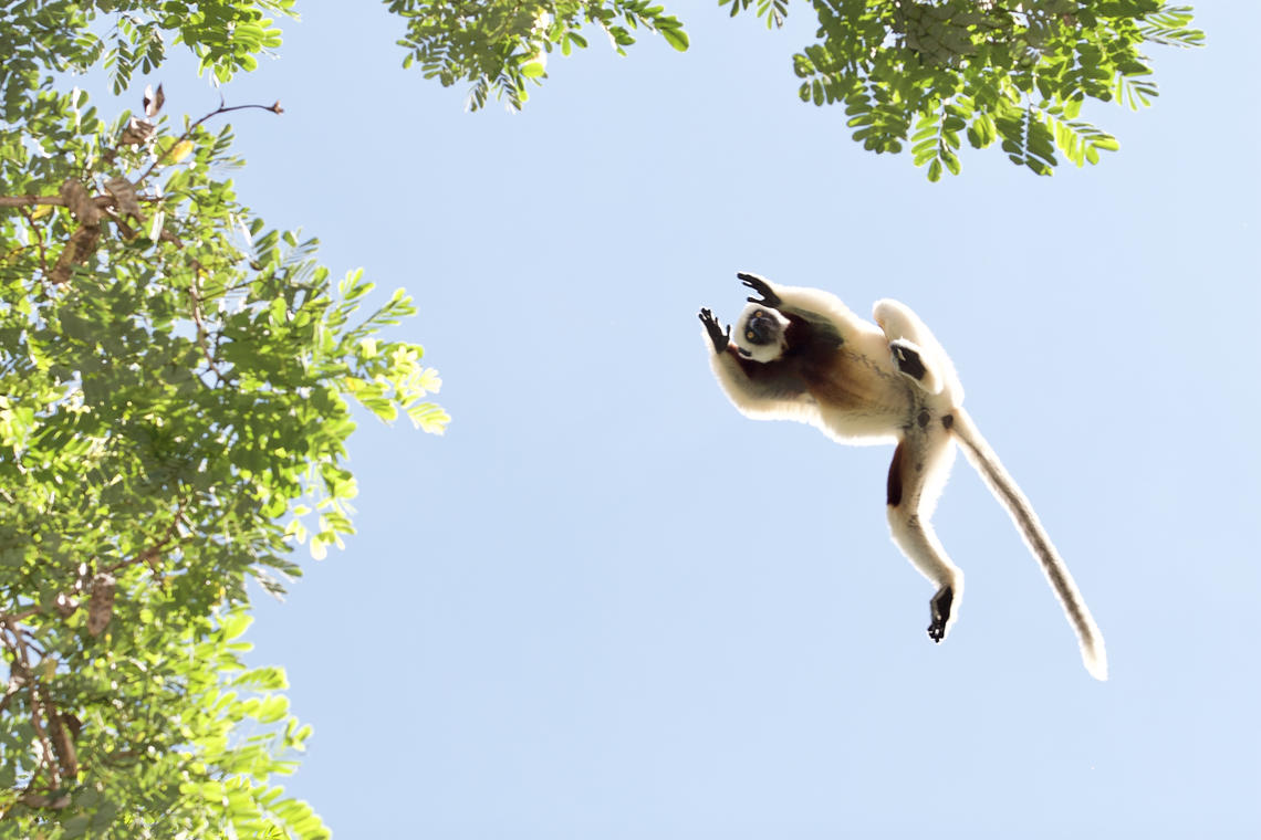 Sifaka lemur