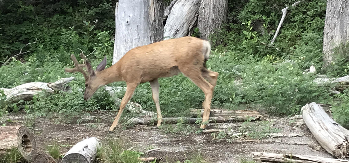 The spread of chronic wasting disease in deer, elk and moose is rapidly increasing.