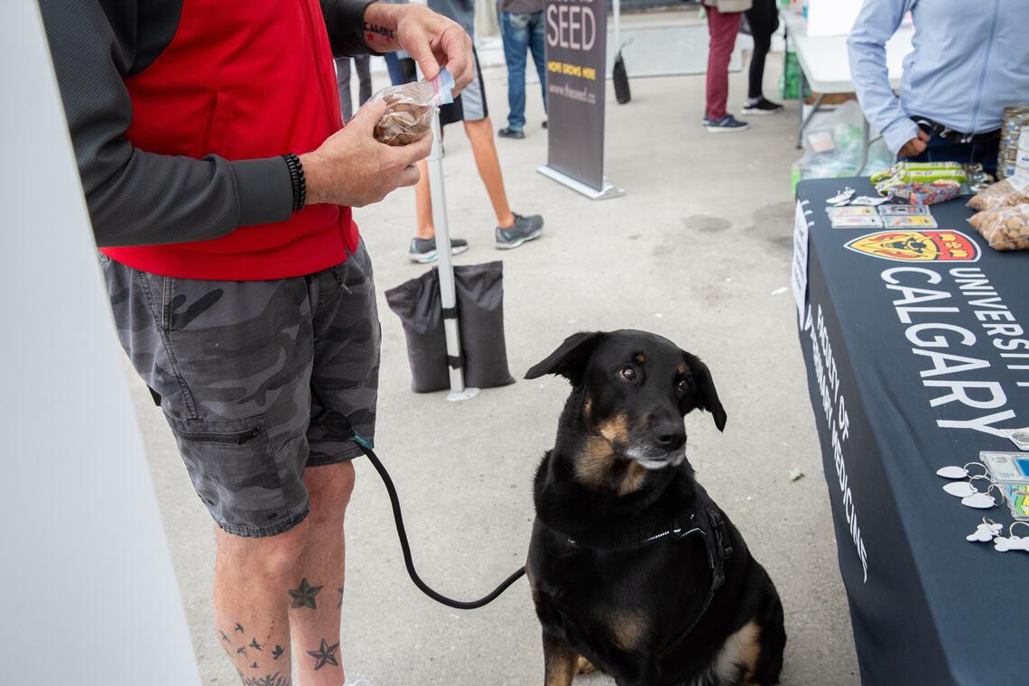 A dog on a leash