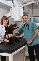 Serge Chalhoub and Teresa Schiller, instructors in the Faculty of Veterinary Medicine, pose with energetic Nibbles, an eight-month-old Lab retriever who underwent a minimally invasive procedure to repair a urinary incontinence problem. Photo by Riley Brandt, University of Calgary