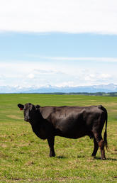 Two brown cows standing on a green field with a blue sky.
